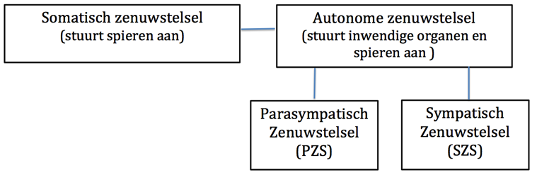 zenuwstelsel